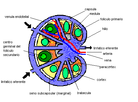 Estructura del ganglio linfático